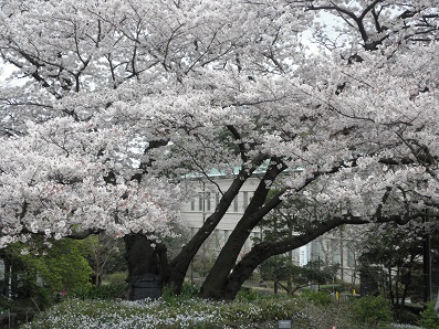 2016　桜