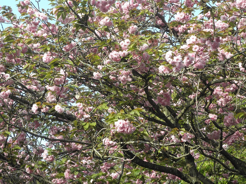 4月23日江の島の桜