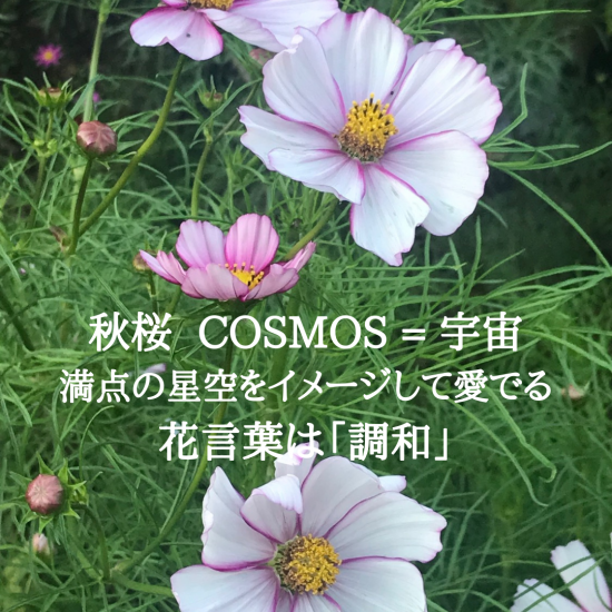 秋桜 Cosmos 宇宙 アロマテラピースクール 緑のとびら