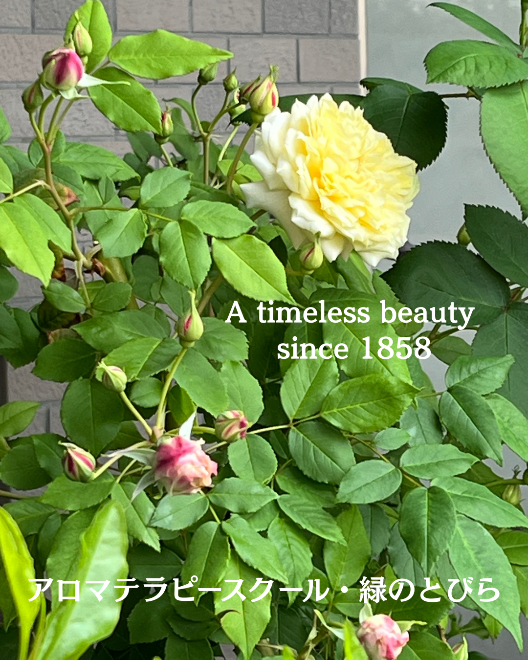 #アロマテラピースクール #緑のとびら #アロマライフコーチング #Rosypath #プランツカウンセリングヒーラー #ローズセラピー #オンラインレッスン #魔法の庭のヒーリング #愛と癒し #ローズヒーリングセッション #ボタニカルカウンセリング #無償の愛 #薔薇 #バラ #心穏やか #天寿を全う #メディカルハーブ #アロマテラピー #メディカルアロマ #アロマ #愛と癒し #ローズ