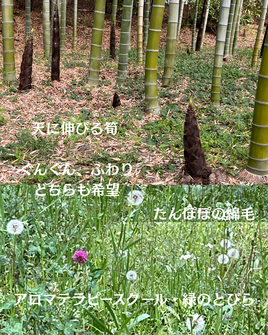 #アロマテラピースクール #緑のとびら #アロマライフコーチング #Rosypath #プランツカウンセリングヒーラー #ローズセラピー #オンラインレッスン #魔法の庭のヒーリング #愛と癒し #ローズヒーリングセッション #ボタニカルカウンセリング #無償の愛 #薔薇 #バラ #心穏やか #天寿を全う #メディカルハーブ #アロマテラピー #メディカルアロマ #アロマ #愛と癒し #ローズ