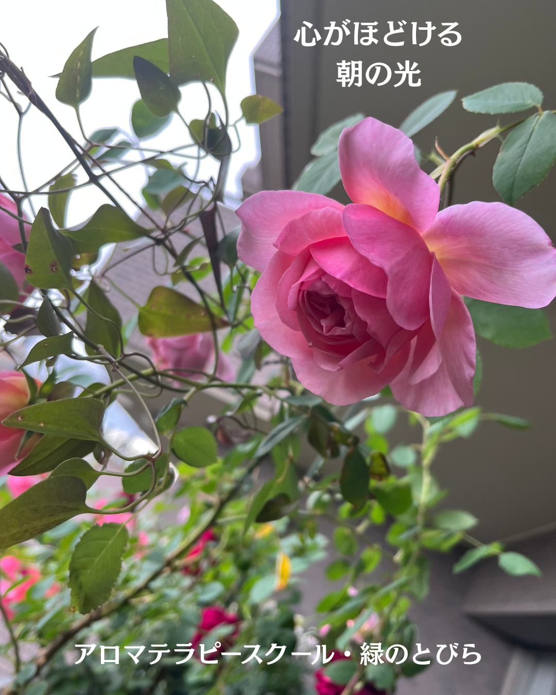 #アロマテラピースクール #緑のとびら #アロマライフコーチング #Rosypath #プランツカウンセリングヒーラー #ローズセラピー #オンラインレッスン #魔法の庭のヒーリング #愛と癒し #ローズヒーリングセッション #ボタニカルカウンセリング #無償の愛 #薔薇 #バラ #心穏やか #天寿を全う #メディカルハーブ #アロマテラピー #メディカルアロマ #アロマ #愛と癒し #ローズ