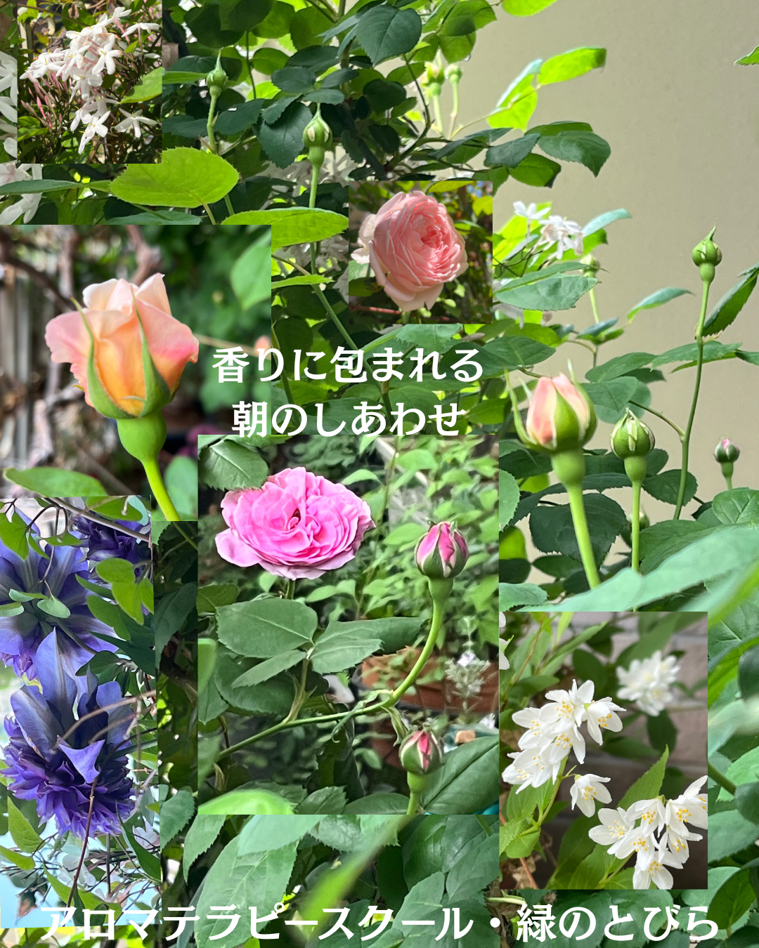 #アロマテラピースクール #緑のとびら #アロマライフコーチング #Rosypath #プランツカウンセリングヒーラー #ローズセラピー #オンラインレッスン #魔法の庭のヒーリング #愛と癒し #ローズヒーリングセッション #ボタニカルカウンセリング #無償の愛 #薔薇 #バラ #心穏やか #天寿を全う #メディカルハーブ #アロマテラピー #メディカルアロマ #アロマ #愛と癒し #ローズ