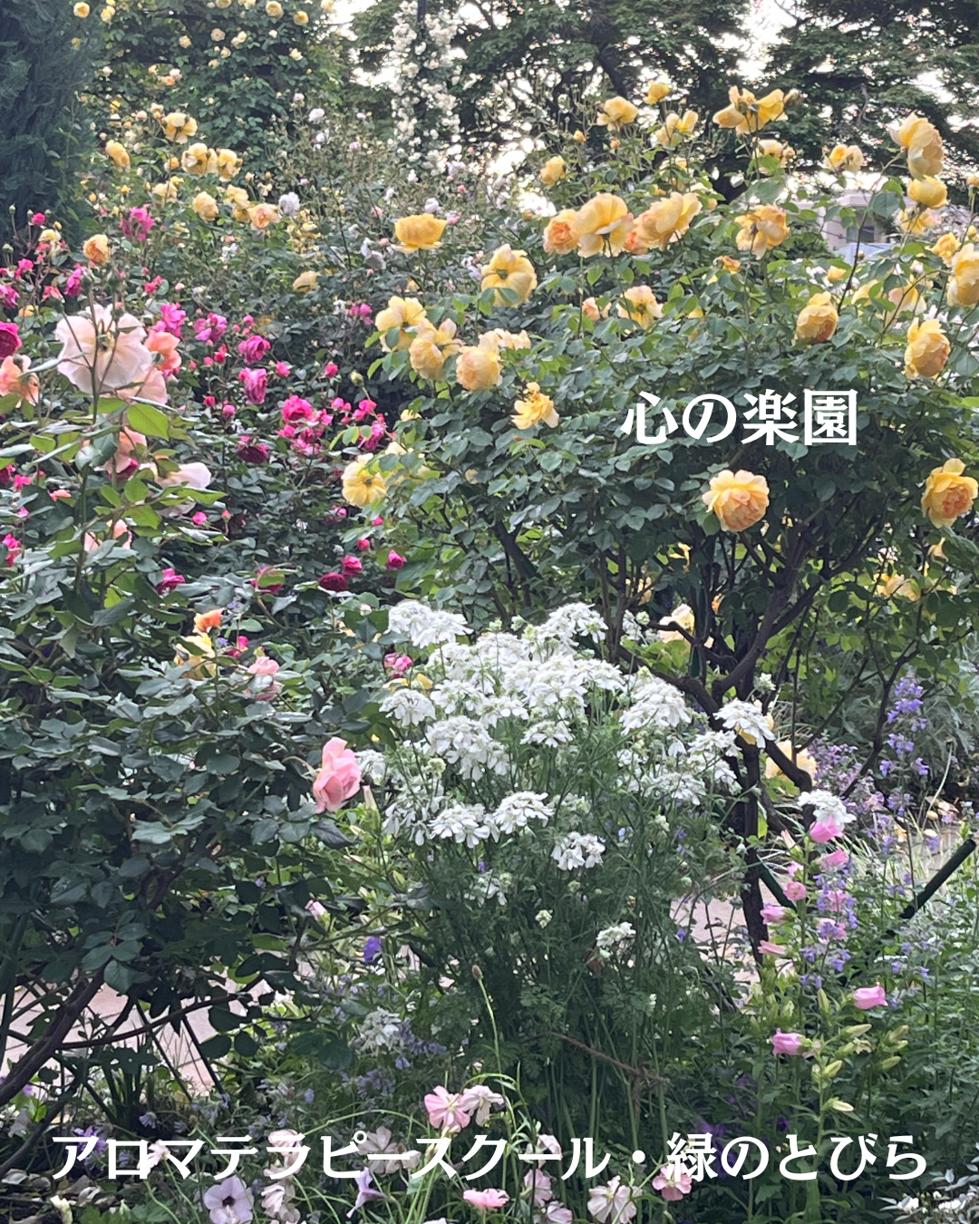 #アロマテラピースクール #緑のとびら #アロマライフコーチング #Rosypath #プランツカウンセリングヒーラー #ローズセラピー #オンラインレッスン #魔法の庭のヒーリング #愛と癒し #ローズヒーリングセッション #ボタニカルカウンセリング #無償の愛 #薔薇 #バラ #心穏やか #天寿を全う #メディカルハーブ #アロマテラピー #メディカルアロマ #アロマ #愛と癒し #ローズ