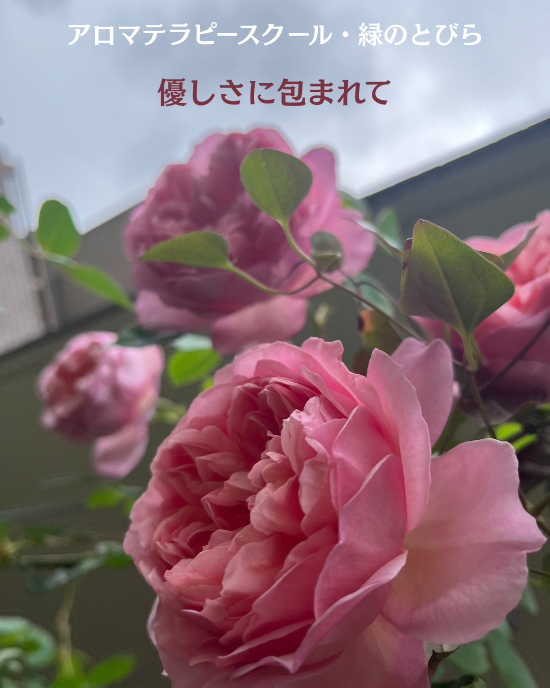 #アロマテラピースクール #緑のとびら #アロマライフコーチング #Rosypath #プランツカウンセリングヒーラー #ローズセラピー #オンラインレッスン #魔法の庭のヒーリング #愛と癒し #ローズヒーリングセッション #ボタニカルカウンセリング #無償の愛 #薔薇 #バラ #心穏やか #天寿を全う #メディカルハーブ #アロマテラピー #メディカルアロマ #アロマ #愛と癒し #ローズ