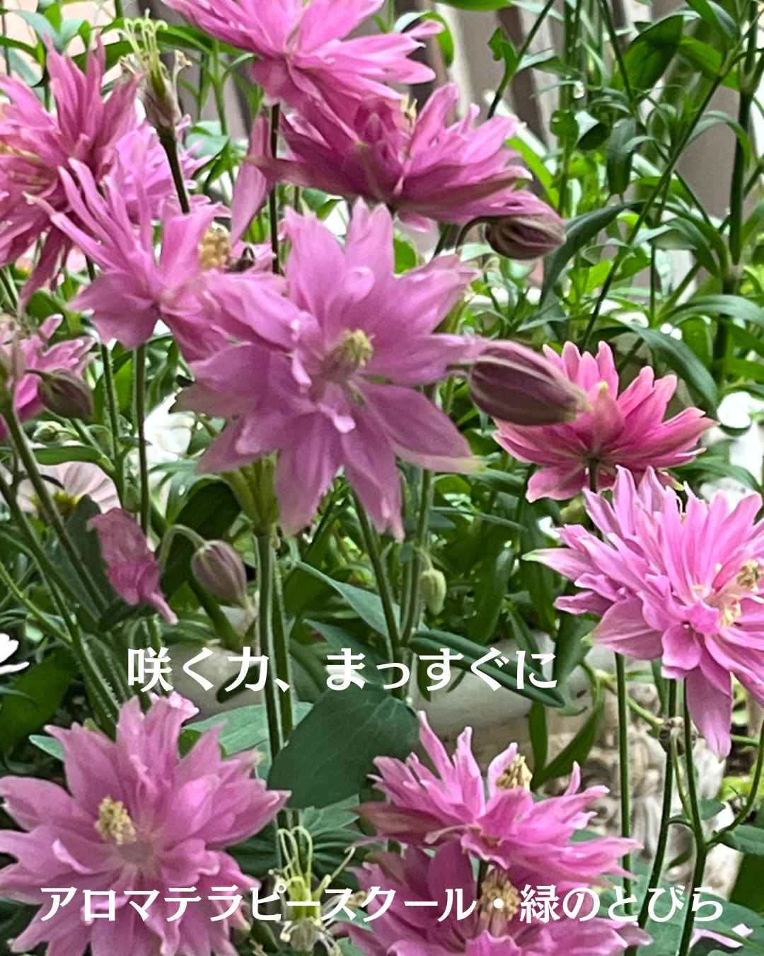 #アロマテラピースクール #緑のとびら #アロマライフコーチング #Rosypath #プランツカウンセリングヒーラー #ローズセラピー #オンラインレッスン #魔法の庭のヒーリング #愛と癒し #ローズヒーリングセッション #ボタニカルカウンセリング #無償の愛 #薔薇 #バラ #心穏やか #天寿を全う #メディカルハーブ #アロマテラピー #メディカルアロマ #アロマ #愛と癒し #ローズ
