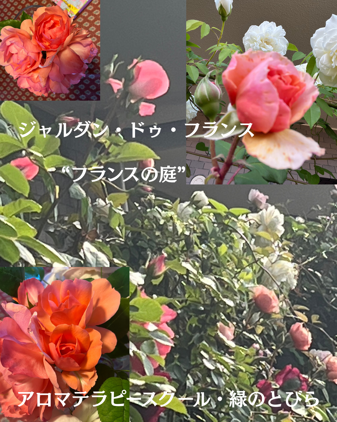 #アロマテラピースクール #緑のとびら #アロマライフコーチング #Rosypath #プランツカウンセリングヒーラー #ローズセラピー #オンラインレッスン #魔法の庭のヒーリング #愛と癒し #ローズヒーリングセッション #ボタニカルカウンセリング #無償の愛 #薔薇 #バラ #心穏やか #天寿を全う #メディカルハーブ #アロマテラピー #メディカルアロマ #アロマ #愛と癒し #ローズ