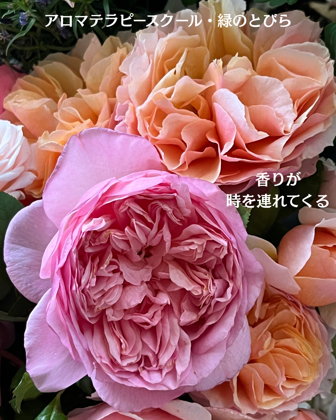 #アロマテラピースクール #緑のとびら #アロマライフコーチング #Rosypath #プランツカウンセリングヒーラー #ローズセラピー #オンラインレッスン #魔法の庭のヒーリング #愛と癒し #ローズヒーリングセッション #ボタニカルカウンセリング #無償の愛 #薔薇 #バラ #心穏やか #天寿を全う #メディカルハーブ #アロマテラピー #メディカルアロマ #アロマ #愛と癒し #ローズ
