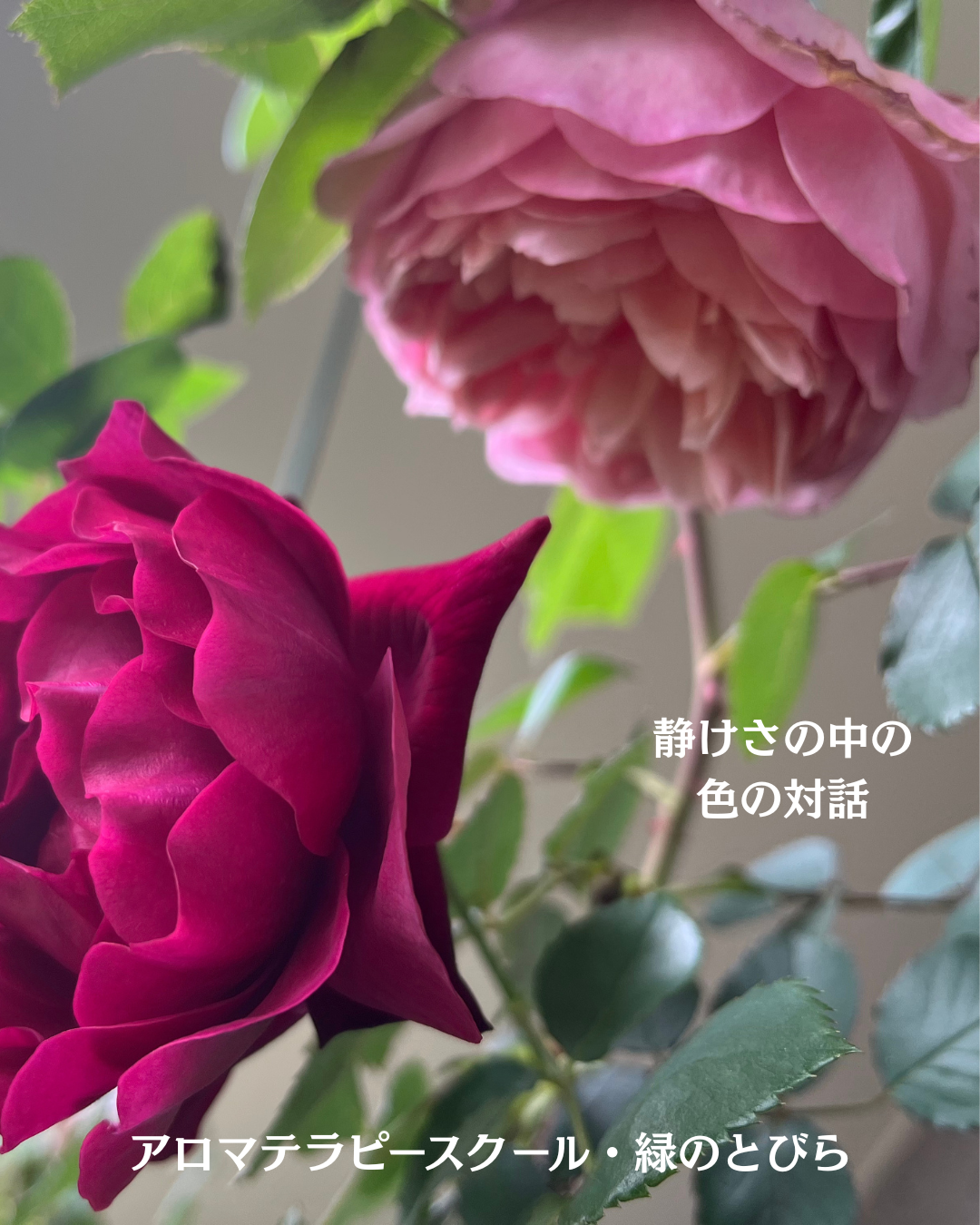 #アロマテラピースクール #緑のとびら #アロマライフコーチング #Rosypath #プランツカウンセリングヒーラー #ローズセラピー #オンラインレッスン #魔法の庭のヒーリング #愛と癒し #ローズヒーリングセッション #ボタニカルカウンセリング #無償の愛 #薔薇 #バラ #心穏やか #天寿を全う #メディカルハーブ #アロマテラピー #メディカルアロマ #アロマ #愛と癒し #ローズ