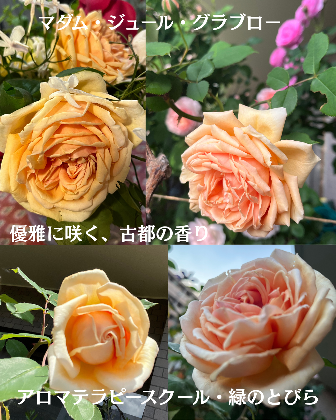 #アロマテラピースクール #緑のとびら #アロマライフコーチング #Rosypath #プランツカウンセリングヒーラー #ローズセラピー #オンラインレッスン #魔法の庭のヒーリング #愛と癒し #ローズヒーリングセッション #ボタニカルカウンセリング #無償の愛 #薔薇 #バラ #心穏やか #天寿を全う #メディカルハーブ #アロマテラピー #メディカルアロマ #アロマ #愛と癒し #ローズ