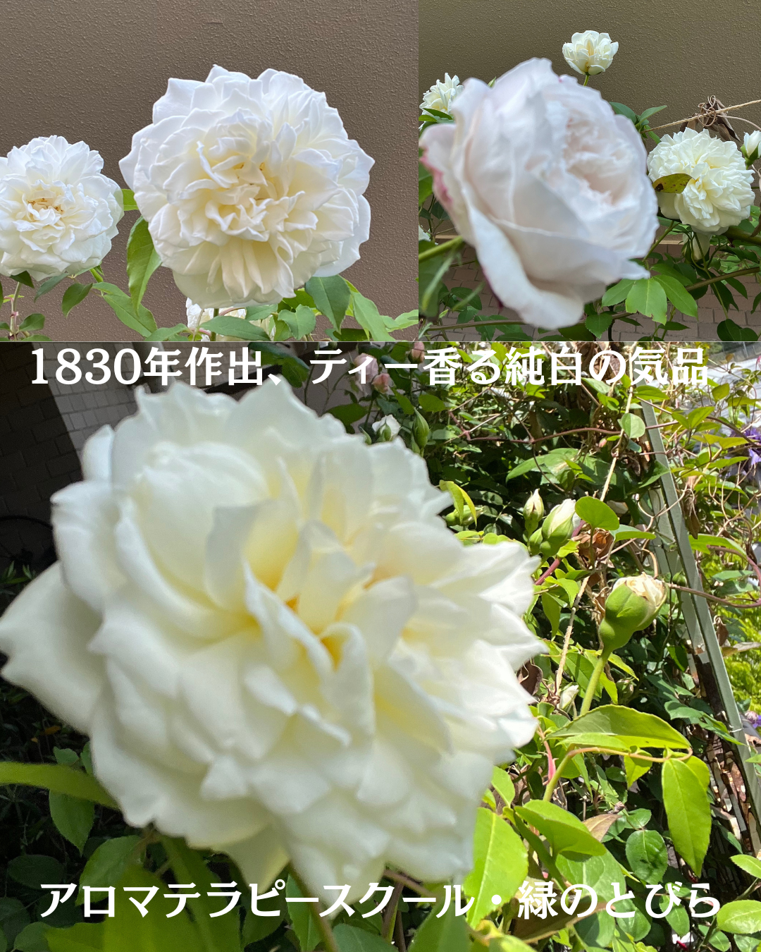 #アロマテラピースクール #緑のとびら #アロマライフコーチング #Rosypath #プランツカウンセリングヒーラー #ローズセラピー #オンラインレッスン #魔法の庭のヒーリング #愛と癒し #ローズヒーリングセッション #ボタニカルカウンセリング #無償の愛 #薔薇 #バラ #心穏やか #天寿を全う #メディカルハーブ #アロマテラピー #メディカルアロマ #アロマ #愛と癒し #ローズ