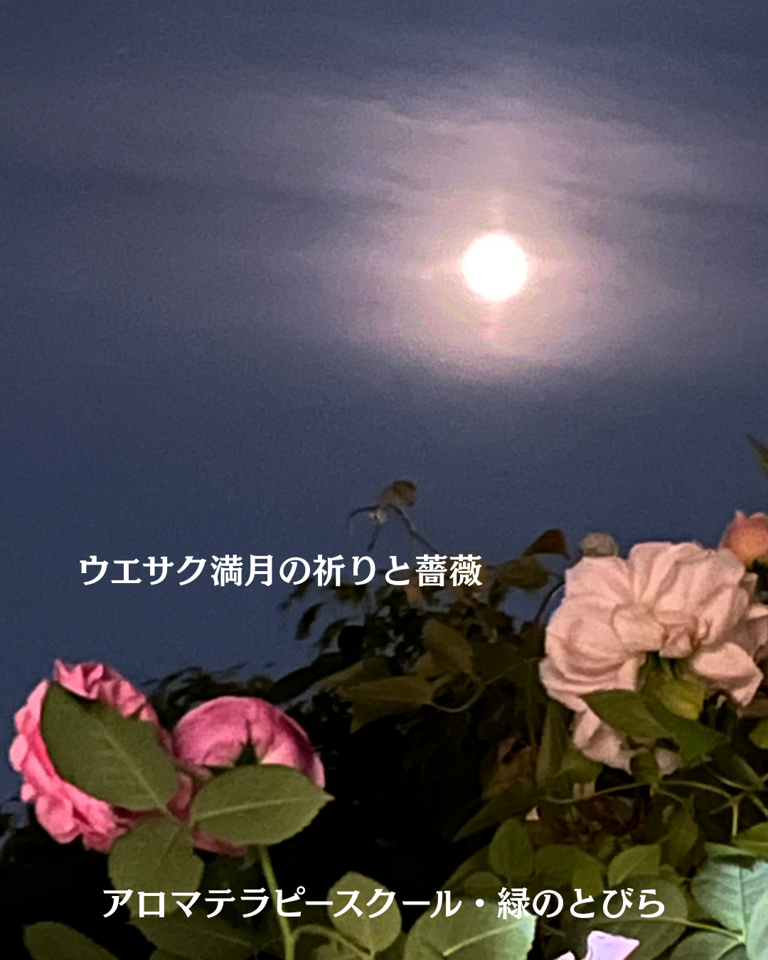 #アロマテラピースクール #緑のとびら #アロマライフコーチング #Rosypath #プランツカウンセリングヒーラー #ローズセラピー #オンラインレッスン #魔法の庭のヒーリング #愛と癒し #ローズヒーリングセッション #ボタニカルカウンセリング #無償の愛 #薔薇 #バラ #心穏やか #天寿を全う #メディカルハーブ #アロマテラピー #メディカルアロマ #アロマ #愛と癒し #ローズ