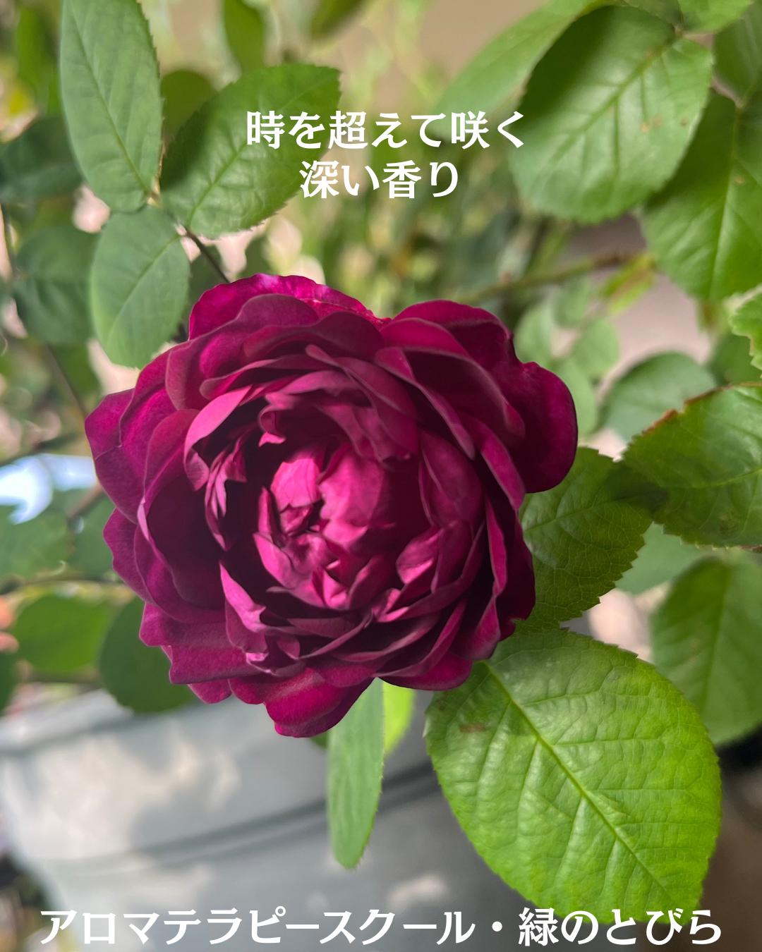 #アロマテラピースクール #緑のとびら #アロマライフコーチング #Rosypath #プランツカウンセリングヒーラー #ローズセラピー #オンラインレッスン #魔法の庭のヒーリング #愛と癒し #ローズヒーリングセッション #ボタニカルカウンセリング #無償の愛 #薔薇 #バラ #心穏やか #天寿を全う #メディカルハーブ #アロマテラピー #メディカルアロマ #アロマ #愛と癒し #ローズ