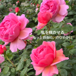 #アロマテラピースクール #緑のとびら #アロマライフコーチング #Rosypath #プランツカウンセリングヒーラー #ローズセラピー #オンラインレッスン #魔法の庭のヒーリング #愛と癒し #ローズヒーリングセッション #ボタニカルカウンセリング #無償の愛 #薔薇 #バラ #心穏やか #天寿を全う #メディカルハーブ #アロマテラピー #メディカルアロマ #アロマ #愛と癒し #ローズ