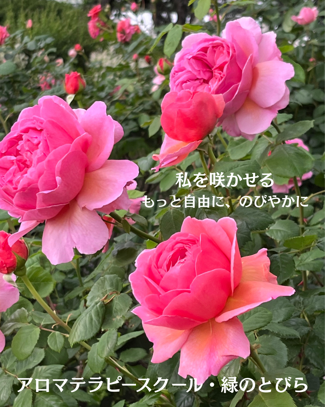 #アロマテラピースクール #緑のとびら #アロマライフコーチング #Rosypath #プランツカウンセリングヒーラー #ローズセラピー #オンラインレッスン #魔法の庭のヒーリング #愛と癒し #ローズヒーリングセッション #ボタニカルカウンセリング #無償の愛 #薔薇 #バラ #心穏やか #天寿を全う #メディカルハーブ #アロマテラピー #メディカルアロマ #アロマ #愛と癒し #ローズ