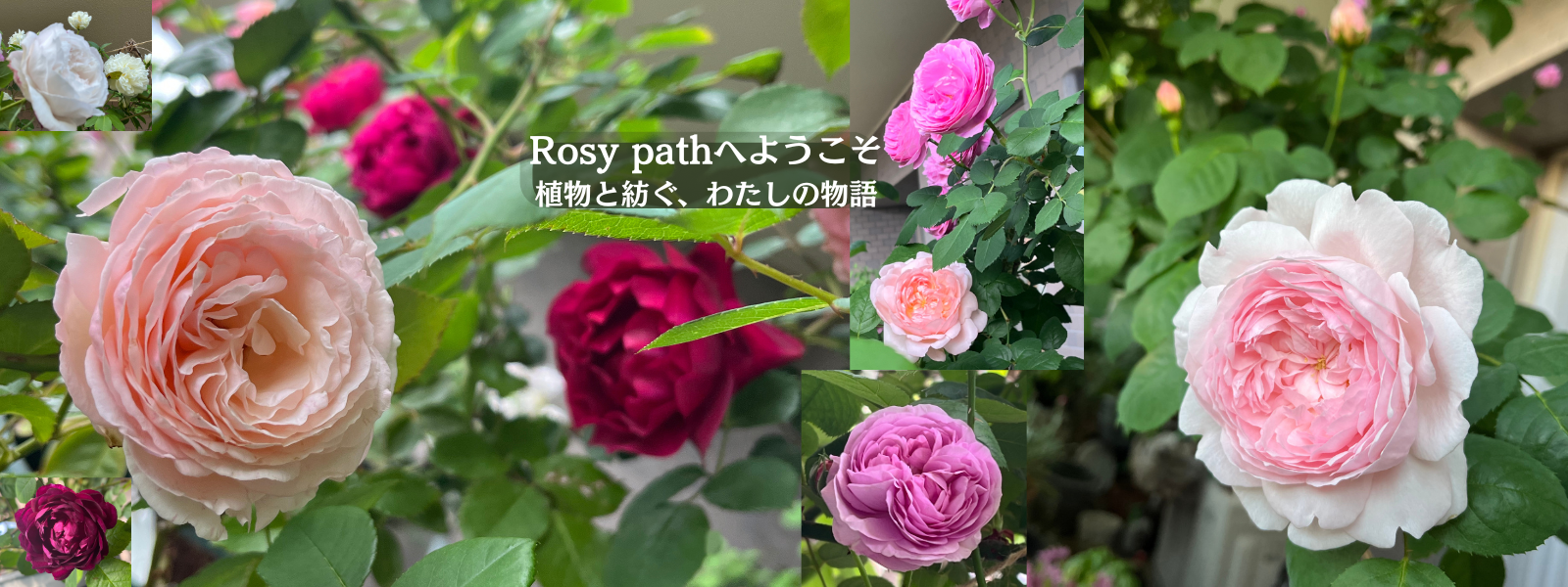 アロマテラピースクール・緑のとびら　アロマライフコーチング　Rosy path