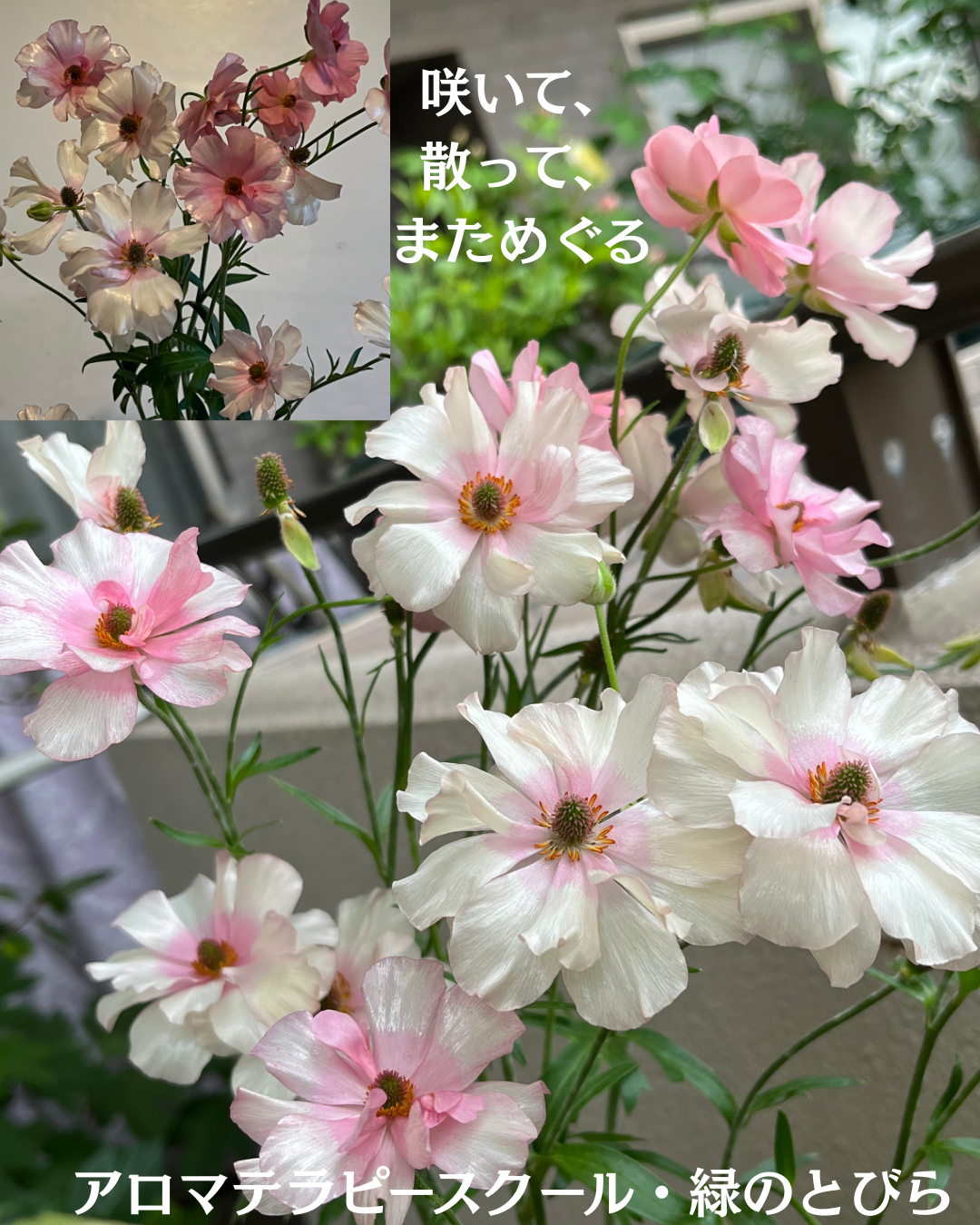 #アロマテラピースクール #緑のとびら #アロマライフコーチング #Rosypath #プランツカウンセリングヒーラー #ローズセラピー #オンラインレッスン #魔法の庭のヒーリング #愛と癒し #ローズヒーリングセッション #ボタニカルカウンセリング #無償の愛 #薔薇 #バラ #心穏やか #天寿を全う #メディカルハーブ #アロマテラピー #メディカルアロマ #アロマ #愛と癒し #ローズ