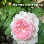 #アロマテラピースクール #緑のとびら #アロマライフコーチング #Rosypath #プランツカウンセリングヒーラー #ローズセラピー #オンラインレッスン #魔法の庭のヒーリング #愛と癒し #ローズヒーリングセッション #ボタニカルカウンセリング #無償の愛 #薔薇 #バラ #心穏やか #天寿を全う #メディカルハーブ #アロマテラピー #メディカルアロマ #アロマ #愛と癒し #ローズ