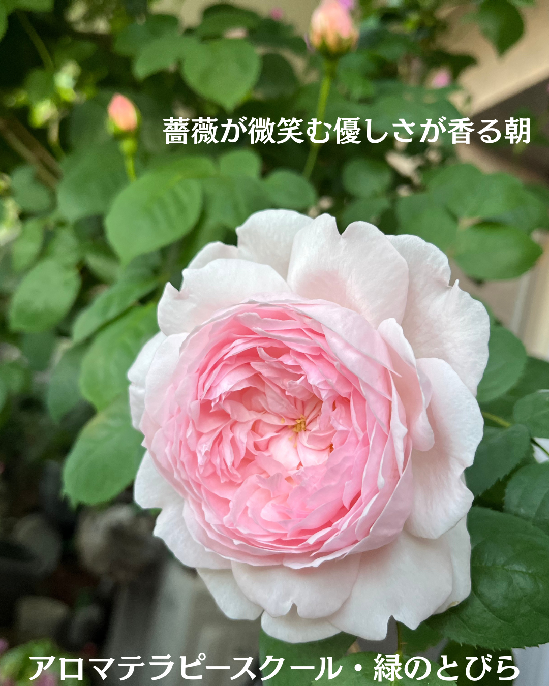 #アロマテラピースクール #緑のとびら #アロマライフコーチング #Rosypath #プランツカウンセリングヒーラー #ローズセラピー #オンラインレッスン #魔法の庭のヒーリング #愛と癒し #ローズヒーリングセッション #ボタニカルカウンセリング #無償の愛 #薔薇 #バラ #心穏やか #天寿を全う #メディカルハーブ #アロマテラピー #メディカルアロマ #アロマ #愛と癒し #ローズ