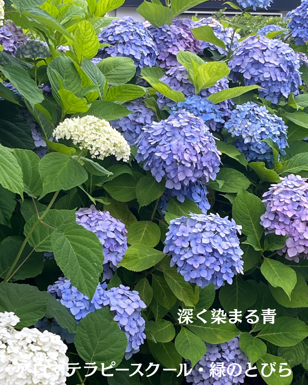 #アロマテラピースクール #緑のとびら #アロマライフコーチング #RosyPath #プランツカウンセリングヒーラー #ローズセラピー #オンラインレッスン #魔法の庭 #愛と癒し #ローズヒーリングセッション #ボタニカルカウンセリング #無償の愛 #薔薇 #バラ #心穏やか #天寿を全う #メディカルハーブ #アロマテラピー #メディカルアロマ #アロマ #愛と癒し #ローズ