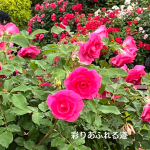 #アロマテラピースクール #緑のとびら #アロマライフコーチング #RosyPath #プランツカウンセリングヒーラー #ローズセラピー #オンラインレッスン #魔法の庭 #愛と癒し #ローズヒーリングセッション #ボタニカルカウンセリング #無償の愛 #薔薇 #バラ #心穏やか #天寿を全う #メディカルハーブ #アロマテラピー #メディカルアロマ #アロマ #愛と癒し #ローズ