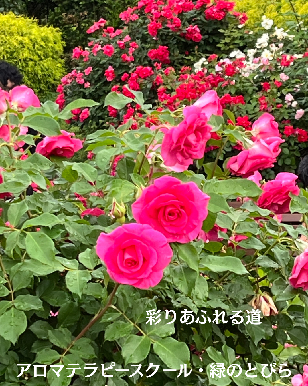 #アロマテラピースクール #緑のとびら #アロマライフコーチング #RosyPath #プランツカウンセリングヒーラー #ローズセラピー #オンラインレッスン #魔法の庭 #愛と癒し #ローズヒーリングセッション #ボタニカルカウンセリング #無償の愛 #薔薇 #バラ #心穏やか #天寿を全う #メディカルハーブ #アロマテラピー #メディカルアロマ #アロマ #愛と癒し #ローズ