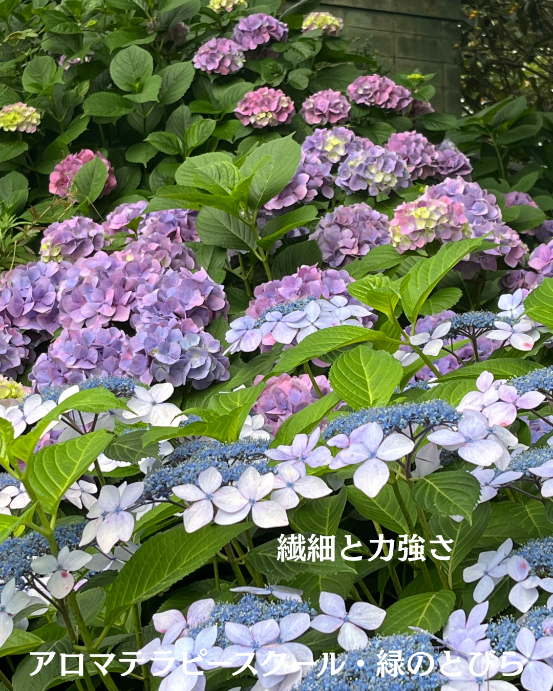 #アロマテラピースクール #緑のとびら #アロマライフコーチング #RosyPath #プランツカウンセリングヒーラー #ローズセラピー #オンラインレッスン #魔法の庭 #愛と癒し #ローズヒーリングセッション #ボタニカルカウンセリング #無償の愛 #薔薇 #バラ #心穏やか #天寿を全う #メディカルハーブ #アロマテラピー #メディカルアロマ #アロマ #愛と癒し #ローズ