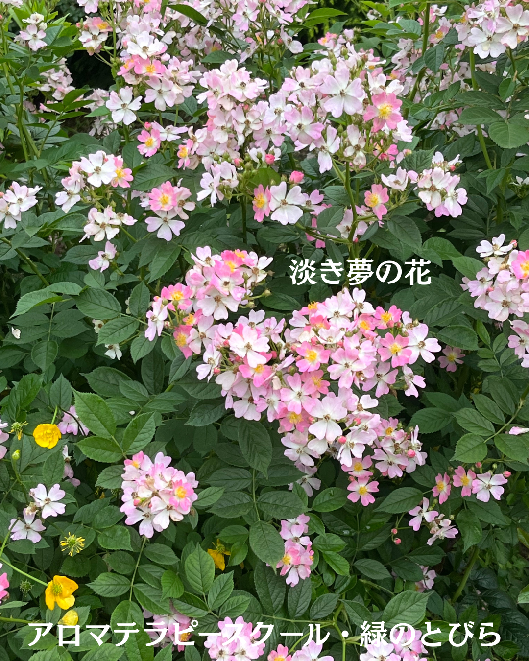 #アロマテラピースクール #緑のとびら #アロマライフコーチング #RosyPath #プランツカウンセリングヒーラー #ローズセラピー #オンラインレッスン #魔法の庭 #愛と癒し #ローズヒーリングセッション #ボタニカルカウンセリング #無償の愛 #薔薇 #バラ #心穏やか #天寿を全う #メディカルハーブ #アロマテラピー #メディカルアロマ #アロマ #愛と癒し #ローズ