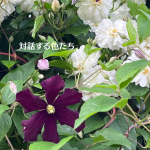 #アロマテラピースクール #緑のとびら #アロマライフコーチング #RosyPath #プランツカウンセリングヒーラー #ローズセラピー #オンラインレッスン #魔法の庭 #愛と癒し #ローズヒーリングセッション #ボタニカルカウンセリング #無償の愛 #薔薇 #バラ #心穏やか #天寿を全う #メディカルハーブ #アロマテラピー #メディカルアロマ #アロマ #愛と癒し #ローズ