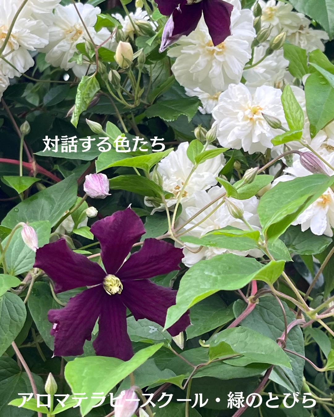 #アロマテラピースクール #緑のとびら #アロマライフコーチング #RosyPath #プランツカウンセリングヒーラー #ローズセラピー #オンラインレッスン #魔法の庭 #愛と癒し #ローズヒーリングセッション #ボタニカルカウンセリング #無償の愛 #薔薇 #バラ #心穏やか #天寿を全う #メディカルハーブ #アロマテラピー #メディカルアロマ #アロマ #愛と癒し #ローズ