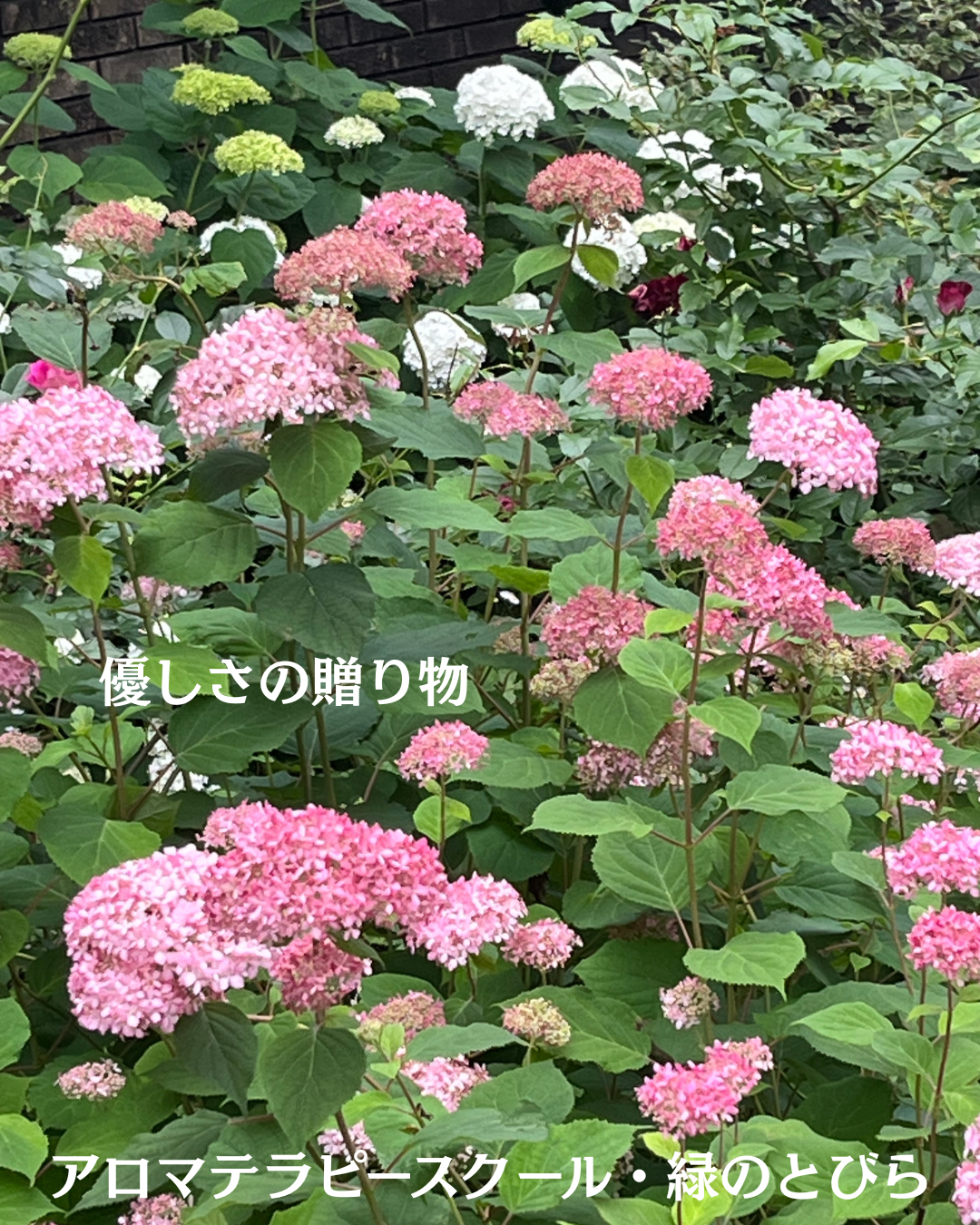 #アロマテラピースクール #緑のとびら #アロマライフコーチング #RosyPath #プランツカウンセリングヒーラー #ローズセラピー #オンラインレッスン #魔法の庭 #愛と癒し #ローズヒーリングセッション #ボタニカルカウンセリング #無償の愛 #薔薇 #バラ #心穏やか #天寿を全う #メディカルハーブ #アロマテラピー #メディカルアロマ #アロマ #愛と癒し #ローズ