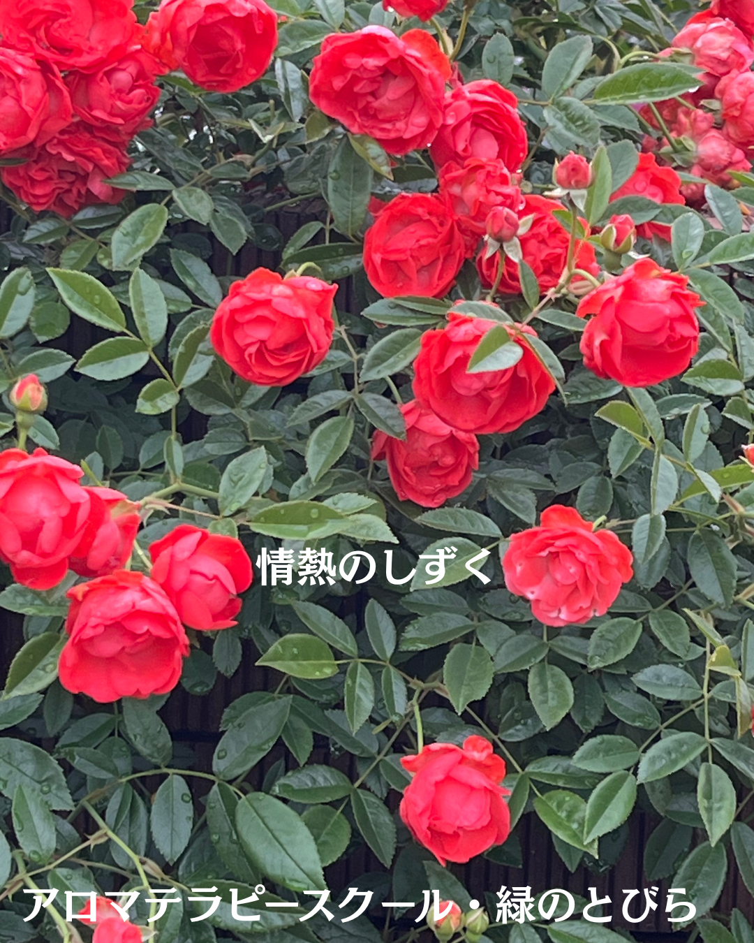 #アロマテラピースクール #緑のとびら #アロマライフコーチング #RosyPath #プランツカウンセリングヒーラー #ローズセラピー #オンラインレッスン #魔法の庭 #愛と癒し #ローズヒーリングセッション #ボタニカルカウンセリング #無償の愛 #薔薇 #バラ #心穏やか #天寿を全う #メディカルハーブ #アロマテラピー #メディカルアロマ #アロマ #愛と癒し #ローズ
