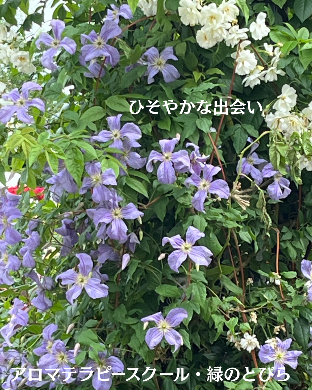 #アロマテラピースクール #緑のとびら #アロマライフコーチング #RosyPath #プランツカウンセリングヒーラー #ローズセラピー #オンラインレッスン #魔法の庭 #愛と癒し #ローズヒーリングセッション #ボタニカルカウンセリング #無償の愛 #薔薇 #バラ #心穏やか #天寿を全う #メディカルハーブ #アロマテラピー #メディカルアロマ #アロマ #愛と癒し #ローズ