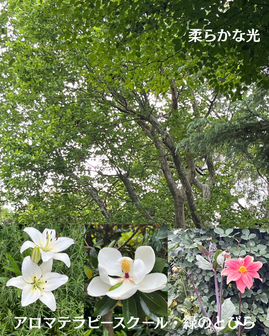 #アロマテラピースクール #緑のとびら #アロマライフコーチング #RosyPath #プランツカウンセリングヒーラー #ローズセラピー #オンラインレッスン #魔法の庭 ＃植物のある暮らし #ローズヒーリングセッション #ボタニカルカウンセリング #無償の愛 #薔薇 #バラ #心穏やか #天寿を全う #メディカルハーブ #アロマテラピー #メディカルアロマ #アロマ #愛と癒し #ローズ #香りのある暮らし #音楽のある暮らし #美しさに囲まれて