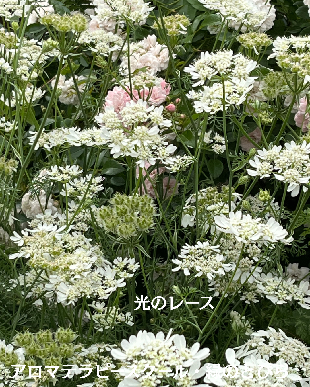 #アロマテラピースクール #緑のとびら #アロマライフコーチング #RosyPath #プランツカウンセリングヒーラー #ローズセラピー #オンラインレッスン #魔法の庭 #愛と癒し #ローズヒーリングセッション #ボタニカルカウンセリング #無償の愛 #薔薇 #バラ #心穏やか #天寿を全う #メディカルハーブ #アロマテラピー #メディカルアロマ #アロマ #愛と癒し #ローズ