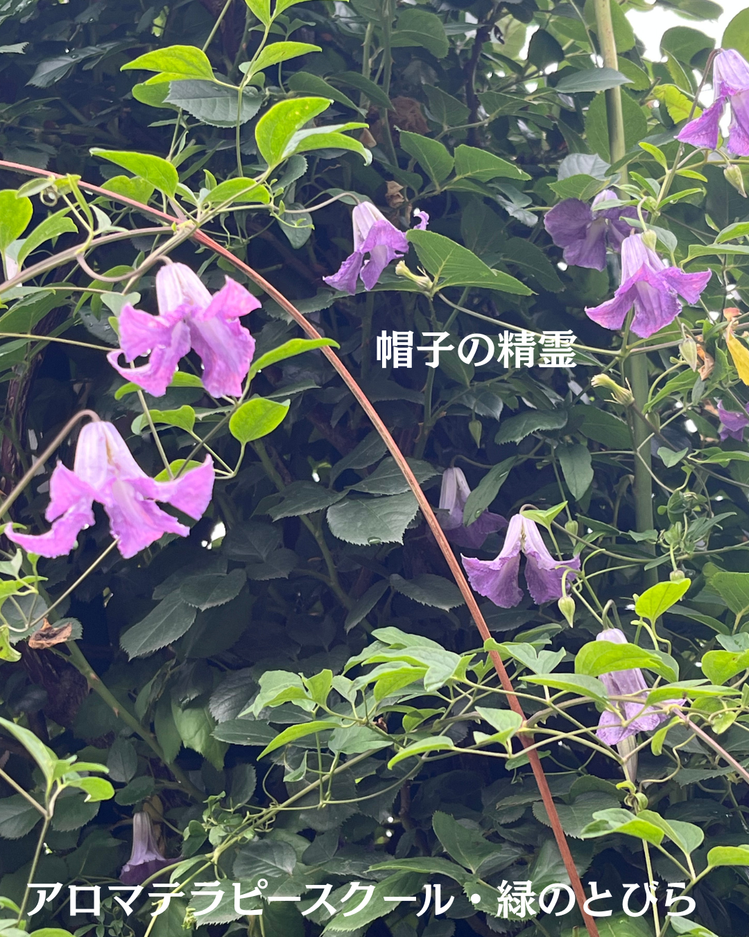 #アロマテラピースクール #緑のとびら #アロマライフコーチング #RosyPath #プランツカウンセリングヒーラー #ローズセラピー #オンラインレッスン #魔法の庭 #愛と癒し #ローズヒーリングセッション #ボタニカルカウンセリング #無償の愛 #薔薇 #バラ #心穏やか #天寿を全う #メディカルハーブ #アロマテラピー #メディカルアロマ #アロマ #愛と癒し #ローズ