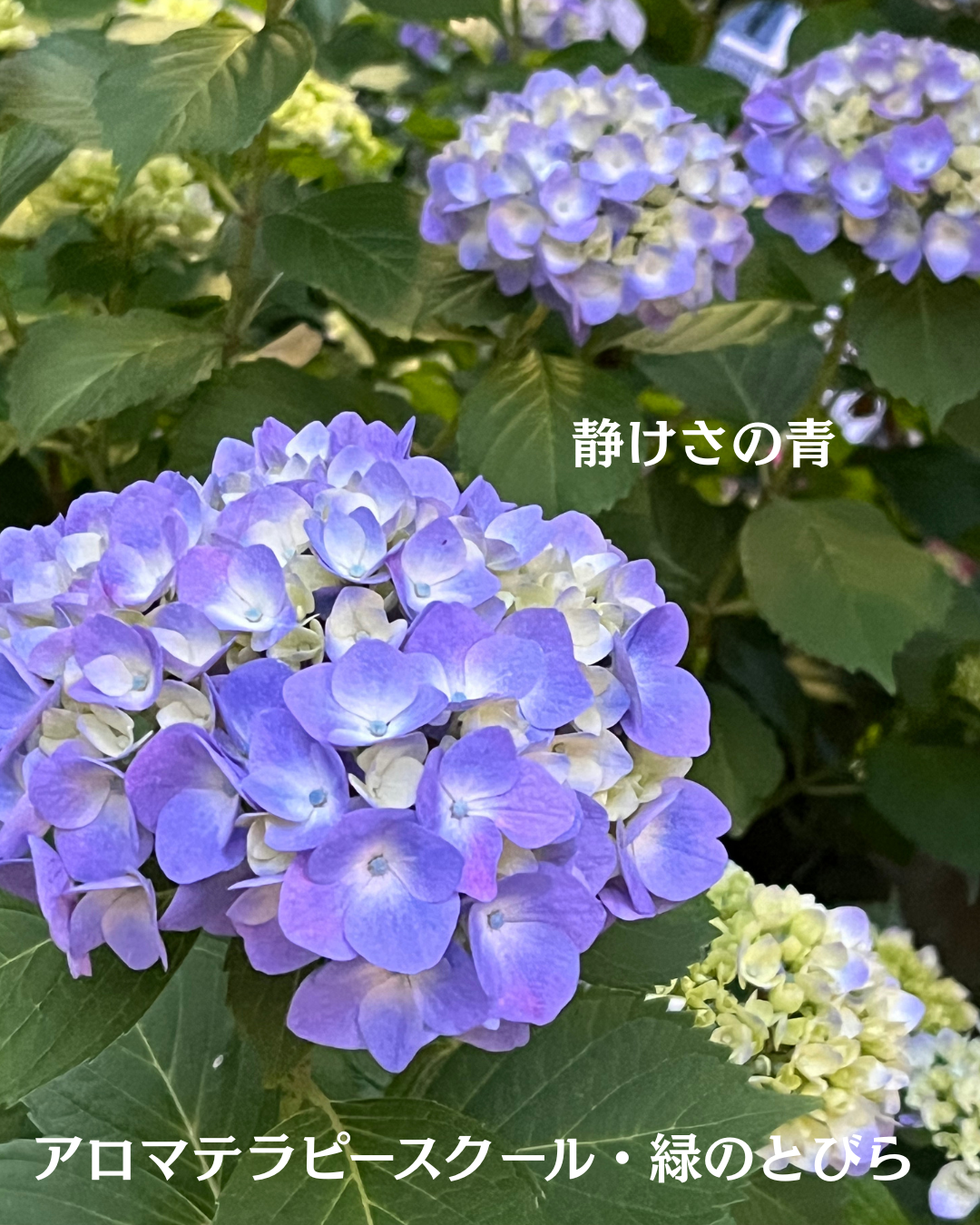 #アロマテラピースクール #緑のとびら #アロマライフコーチング #RosyPath #プランツカウンセリングヒーラー #ローズセラピー #オンラインレッスン #魔法の庭 #愛と癒し #ローズヒーリングセッション #ボタニカルカウンセリング #無償の愛 #薔薇 #バラ #心穏やか #天寿を全う #メディカルハーブ #アロマテラピー #メディカルアロマ #アロマ #愛と癒し #ローズ