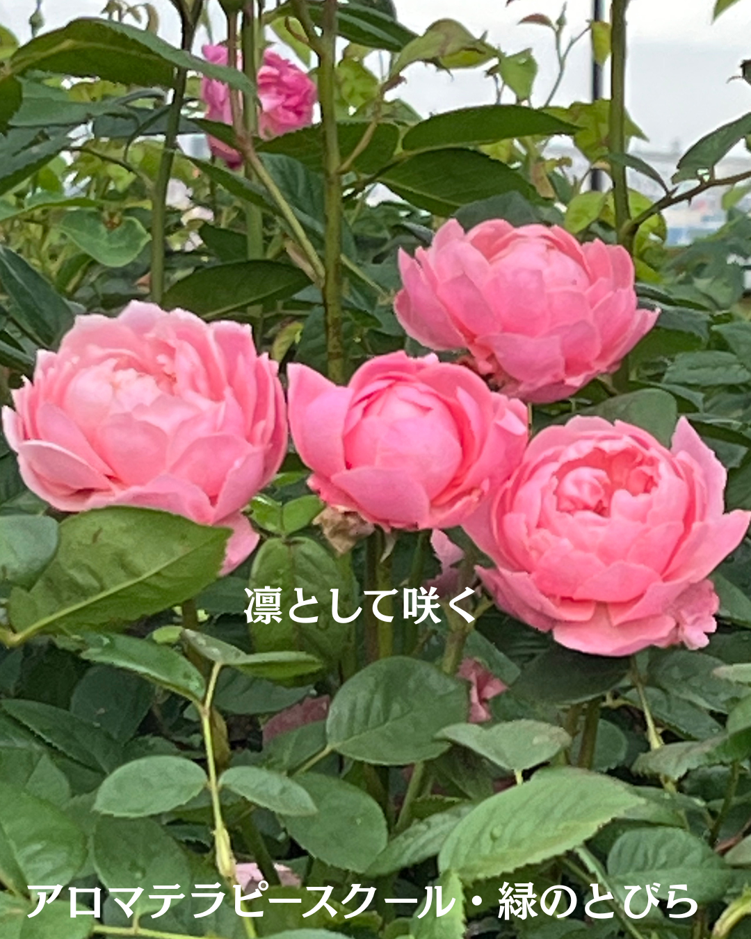 #アロマテラピースクール #緑のとびら #アロマライフコーチング #RosyPath #プランツカウンセリングヒーラー #ローズセラピー #オンラインレッスン #魔法の庭 #愛と癒し #ローズヒーリングセッション #ボタニカルカウンセリング #無償の愛 #薔薇 #バラ #心穏やか #天寿を全う #メディカルハーブ #アロマテラピー #メディカルアロマ #アロマ #愛と癒し #ローズ