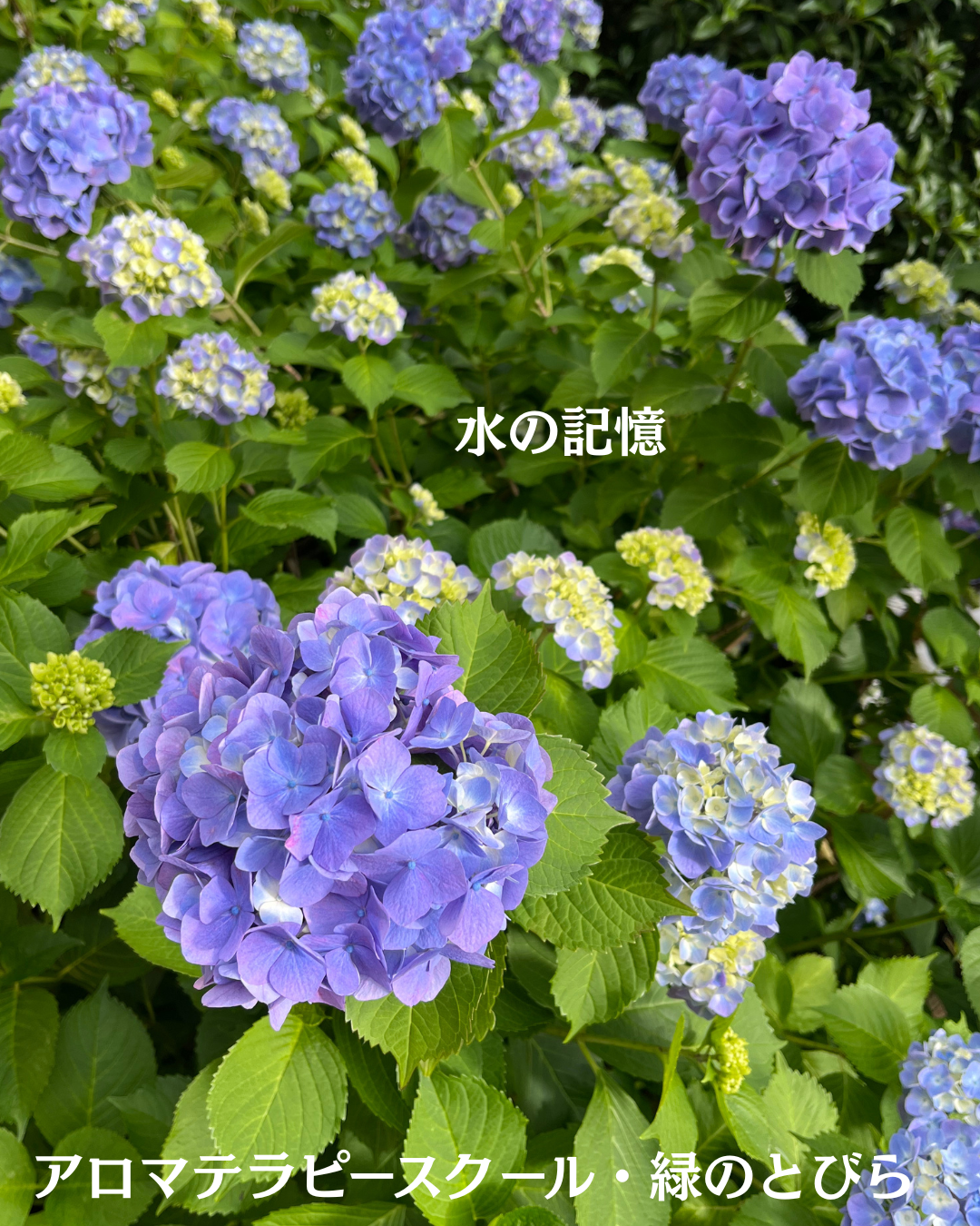 #アロマテラピースクール #緑のとびら #アロマライフコーチング #RosyPath #プランツカウンセリングヒーラー #ローズセラピー #オンラインレッスン #魔法の庭 #愛と癒し #ローズヒーリングセッション #ボタニカルカウンセリング #無償の愛 #薔薇 #バラ #心穏やか #天寿を全う #メディカルハーブ #アロマテラピー #メディカルアロマ #アロマ #愛と癒し #ローズ