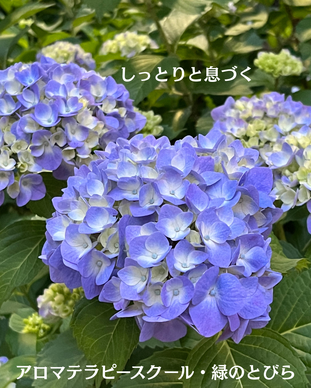 #アロマテラピースクール #緑のとびら #アロマライフコーチング #RosyPath #プランツカウンセリングヒーラー #ローズセラピー #オンラインレッスン #魔法の庭 #愛と癒し #ローズヒーリングセッション #ボタニカルカウンセリング #無償の愛 #薔薇 #バラ #心穏やか #天寿を全う #メディカルハーブ #アロマテラピー #メディカルアロマ #アロマ #愛と癒し #ローズ