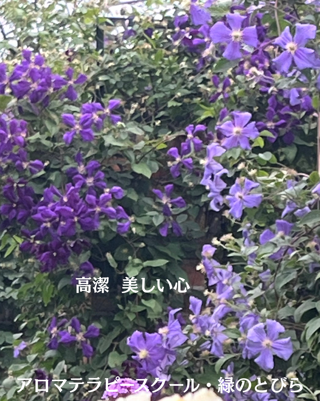 #アロマテラピースクール #緑のとびら #アロマライフコーチング #RosyPath #プランツカウンセリングヒーラー #ローズセラピー #オンラインレッスン #魔法の庭 #愛と癒し #ローズヒーリングセッション #ボタニカルカウンセリング #無償の愛 #薔薇 #バラ #心穏やか #天寿を全う #メディカルハーブ #アロマテラピー #メディカルアロマ #アロマ #愛と癒し #ローズ