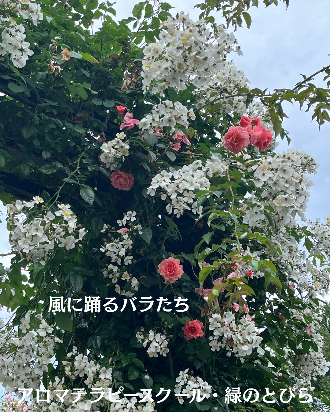 #アロマテラピースクール #緑のとびら #アロマライフコーチング #RosyPath #プランツカウンセリングヒーラー #ローズセラピー #オンラインレッスン #魔法の庭 #愛と癒し #ローズヒーリングセッション #ボタニカルカウンセリング #無償の愛 #薔薇 #バラ #心穏やか #天寿を全う #メディカルハーブ #アロマテラピー #メディカルアロマ #アロマ #愛と癒し #ローズ