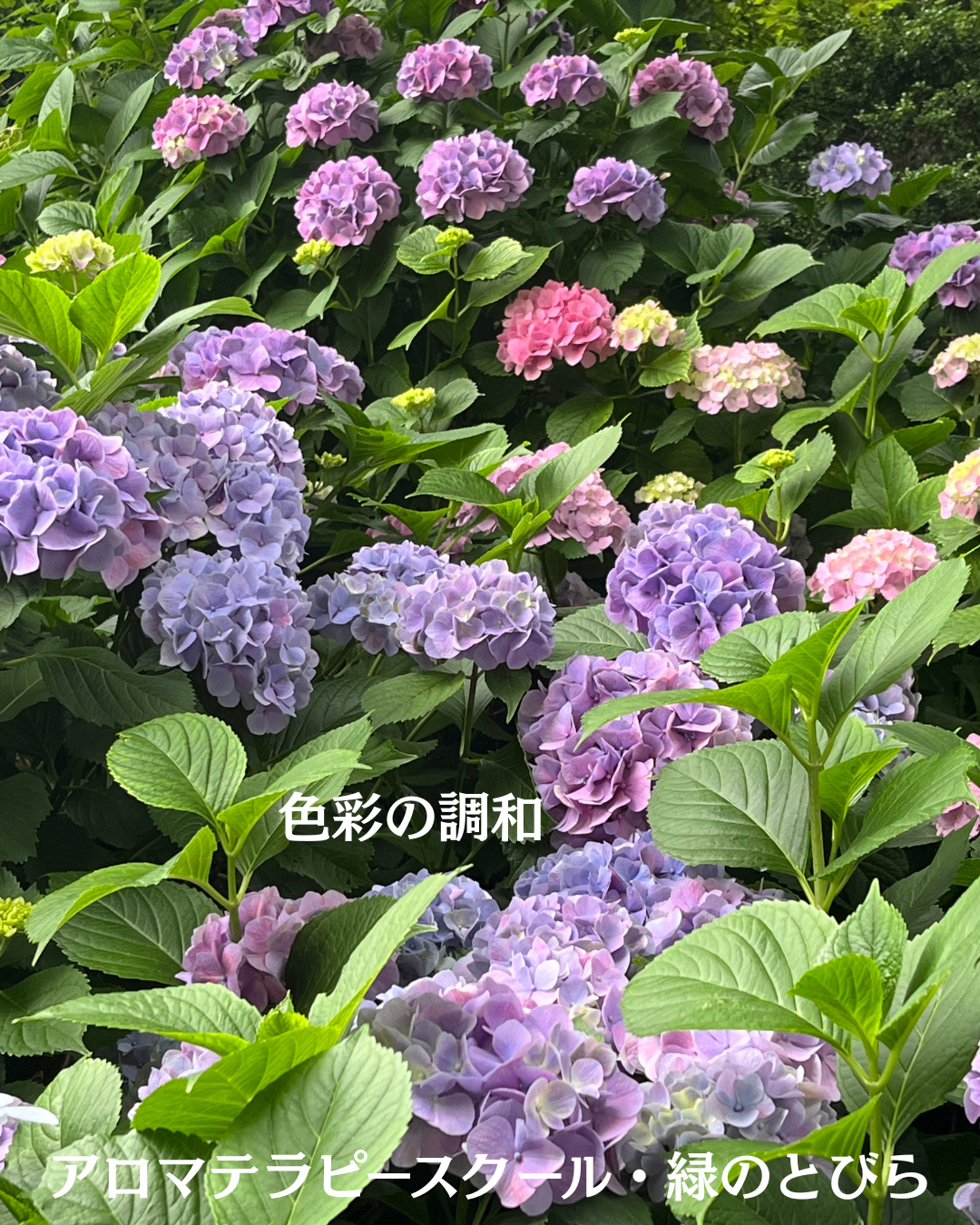 #アロマテラピースクール #緑のとびら #アロマライフコーチング #RosyPath #プランツカウンセリングヒーラー #ローズセラピー #オンラインレッスン #魔法の庭 #愛と癒し #ローズヒーリングセッション #ボタニカルカウンセリング #無償の愛 #薔薇 #バラ #心穏やか #天寿を全う #メディカルハーブ #アロマテラピー #メディカルアロマ #アロマ #愛と癒し #ローズ