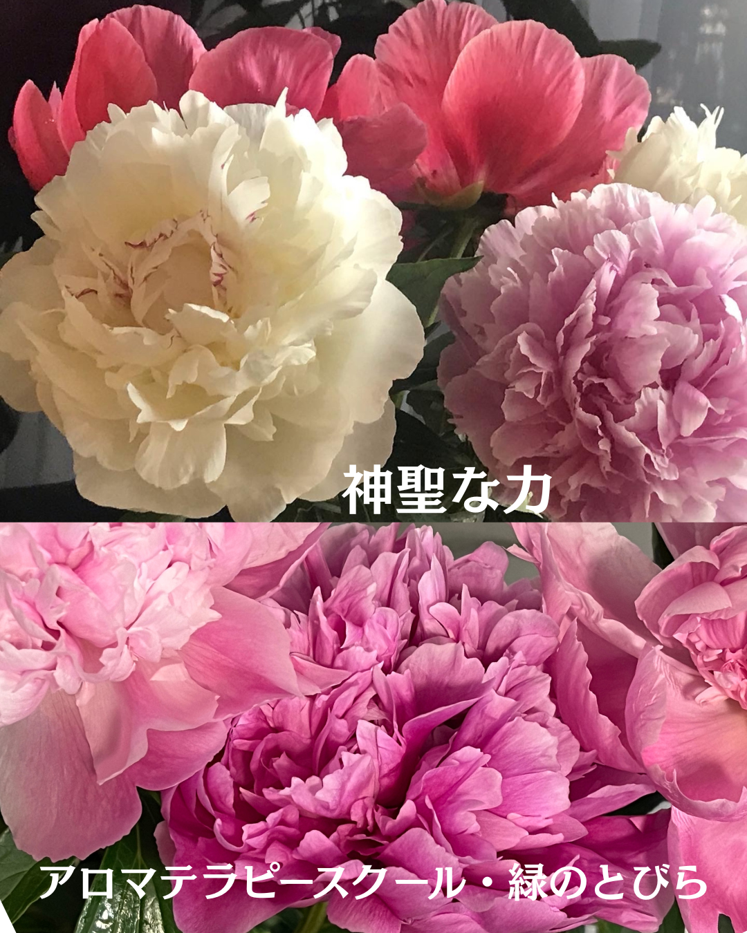 #アロマテラピースクール #緑のとびら #アロマライフコーチング #RosyPath #プランツカウンセリングヒーラー #ローズセラピー #オンラインレッスン #魔法の庭 #愛と癒し #ローズヒーリングセッション #ボタニカルカウンセリング #無償の愛 #薔薇 #バラ #心穏やか #天寿を全う #メディカルハーブ #アロマテラピー #メディカルアロマ #アロマ #愛と癒し #ローズ