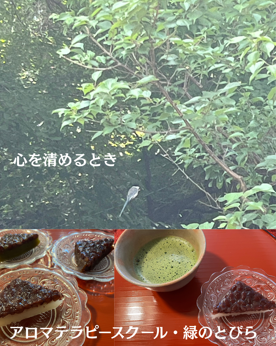 #アロマテラピースクール #緑のとびら #アロマライフコーチング #RosyPath #プランツカウンセリングヒーラー #ローズセラピー #オンラインレッスン #魔法の庭 ＃植物のある暮らし #ローズヒーリングセッション #ボタニカルカウンセリング #無償の愛 #薔薇 #バラ #心穏やか #天寿を全う #メディカルハーブ #アロマテラピー #メディカルアロマ #アロマ #愛と癒し #ローズ #香りのある暮らし #音楽のある暮らし #美しさに囲まれて