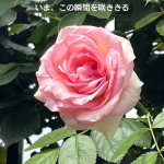#アロマテラピースクール #緑のとびら #アロマライフコーチング #RosyPath #プランツカウンセリングヒーラー #ローズセラピー #オンラインレッスン #魔法の庭 ＃植物のある暮らし #ローズヒーリングセッション #ボタニカルカウンセリング #無償の愛 #薔薇 #バラ #心穏やか #天寿を全う #メディカルハーブ #アロマテラピー #メディカルアロマ #アロマ #愛と癒し #ローズ #香りのある暮らし #音楽のある暮らし #美しさに囲まれて