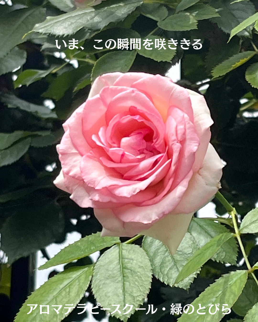 #アロマテラピースクール #緑のとびら #アロマライフコーチング #RosyPath #プランツカウンセリングヒーラー #ローズセラピー #オンラインレッスン #魔法の庭 ＃植物のある暮らし #ローズヒーリングセッション #ボタニカルカウンセリング #無償の愛 #薔薇 #バラ #心穏やか #天寿を全う #メディカルハーブ #アロマテラピー #メディカルアロマ #アロマ #愛と癒し #ローズ #香りのある暮らし #音楽のある暮らし #美しさに囲まれて