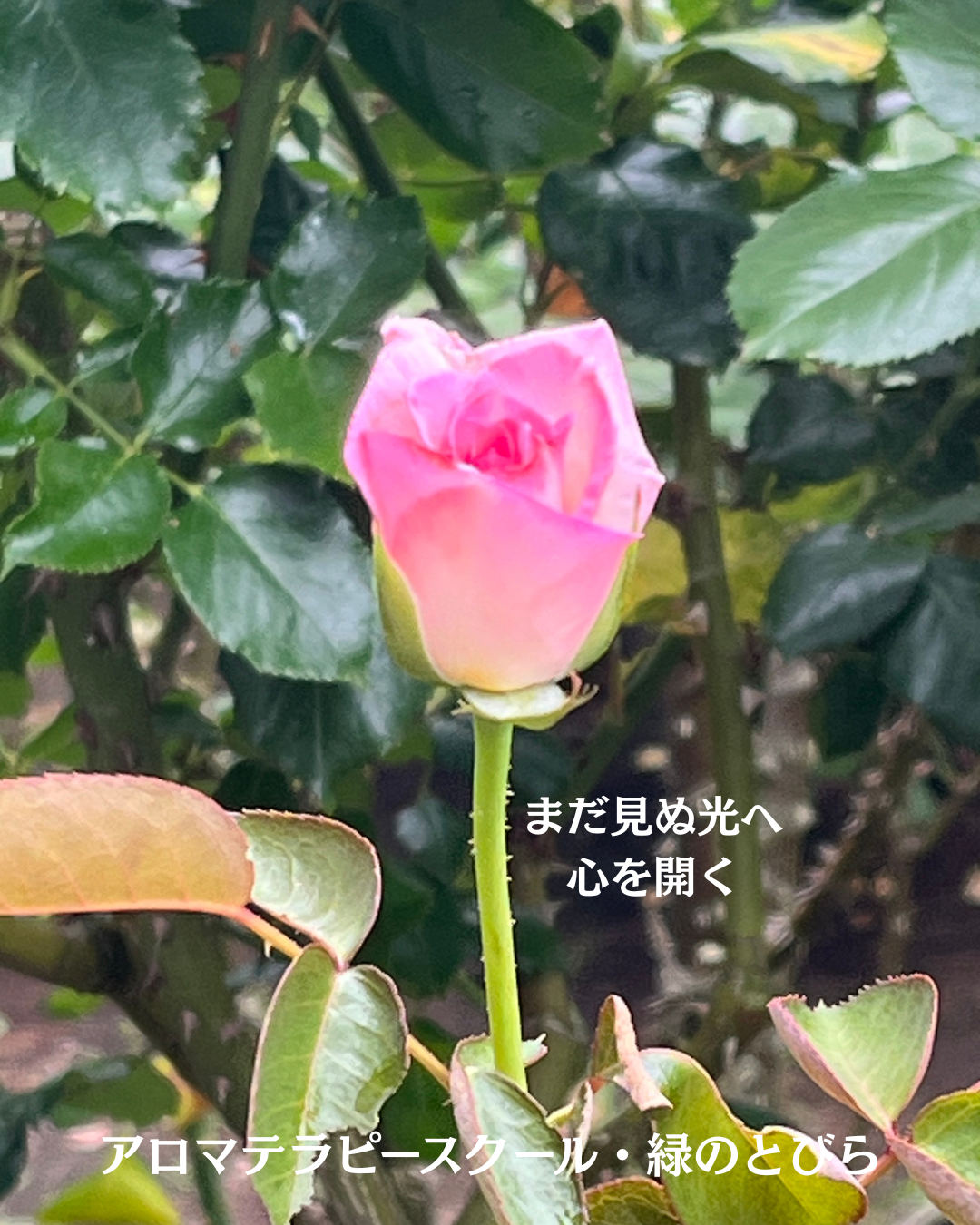 #アロマテラピースクール #緑のとびら #アロマライフコーチング #RosyPath #プランツカウンセリングヒーラー #ローズセラピー #オンラインレッスン #魔法の庭 ＃植物のある暮らし #ローズヒーリングセッション #ボタニカルカウンセリング #無償の愛 #薔薇 #バラ #心穏やか #天寿を全う #メディカルハーブ #アロマテラピー #メディカルアロマ #アロマ #愛と癒し #ローズ #香りのある暮らし #音楽のある暮らし #美しさに囲まれて
