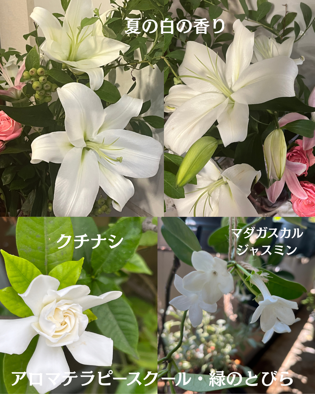 #アロマテラピースクール #緑のとびら #アロマライフコーチング #RosyPath #プランツカウンセリングヒーラー #ローズセラピー #オンラインレッスン #魔法の庭 ＃植物のある暮らし #ローズヒーリングセッション #ボタニカルカウンセリング #無償の愛 #薔薇 #バラ #心穏やか #天寿を全う #メディカルハーブ #アロマテラピー #メディカルアロマ #アロマ #愛と癒し #ローズ #香りのある暮らし #音楽のある暮らし #美しさに囲まれて