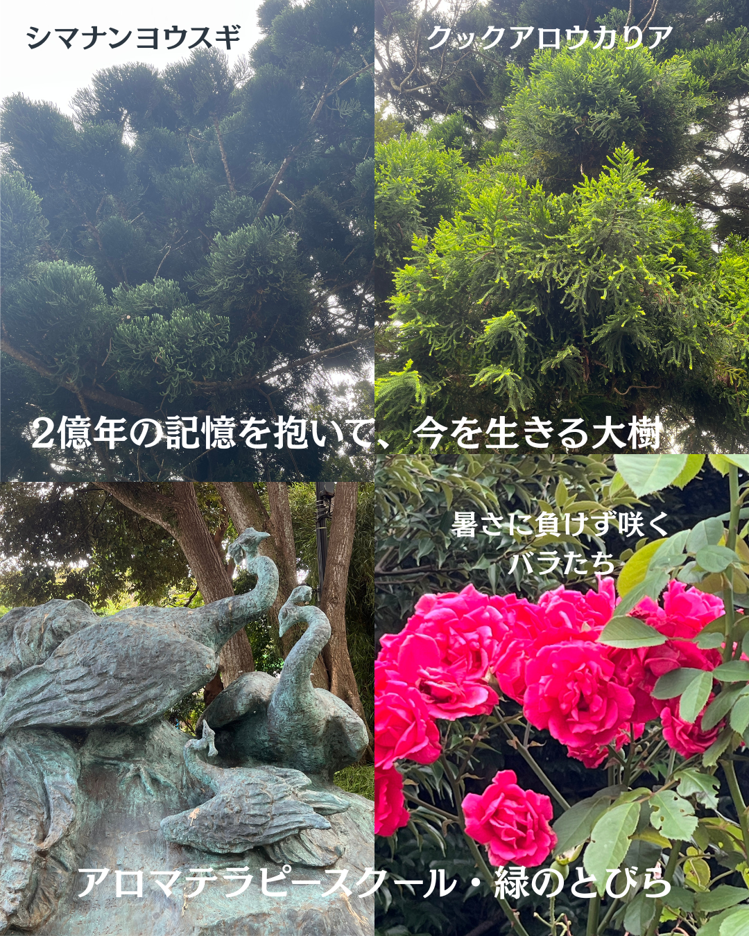 #アロマテラピースクール #緑のとびら #アロマライフコーチング #RosyPath #プランツカウンセリングヒーラー #ローズセラピー #オンラインレッスン #魔法の庭 ＃植物のある暮らし #ローズヒーリングセッション #ボタニカルカウンセリング #無償の愛 #薔薇 #バラ #心穏やか #天寿を全う #メディカルハーブ #アロマテラピー #メディカルアロマ #アロマ #愛と癒し #ローズ #香りのある暮らし #音楽のある暮らし #美しさに囲まれて